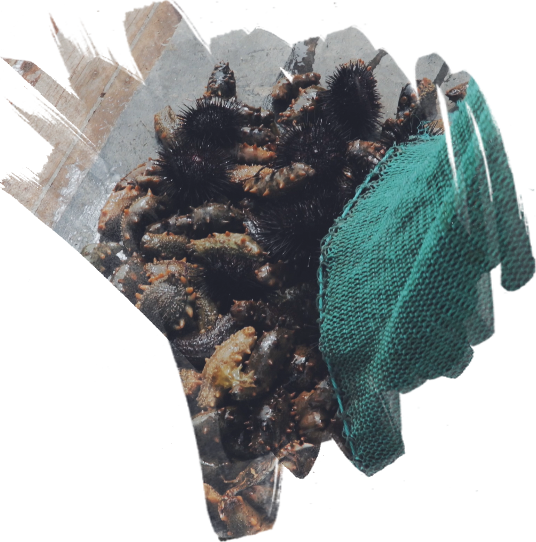 砣磯島海參加盟